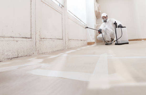Black mold remediation team in Nokomis